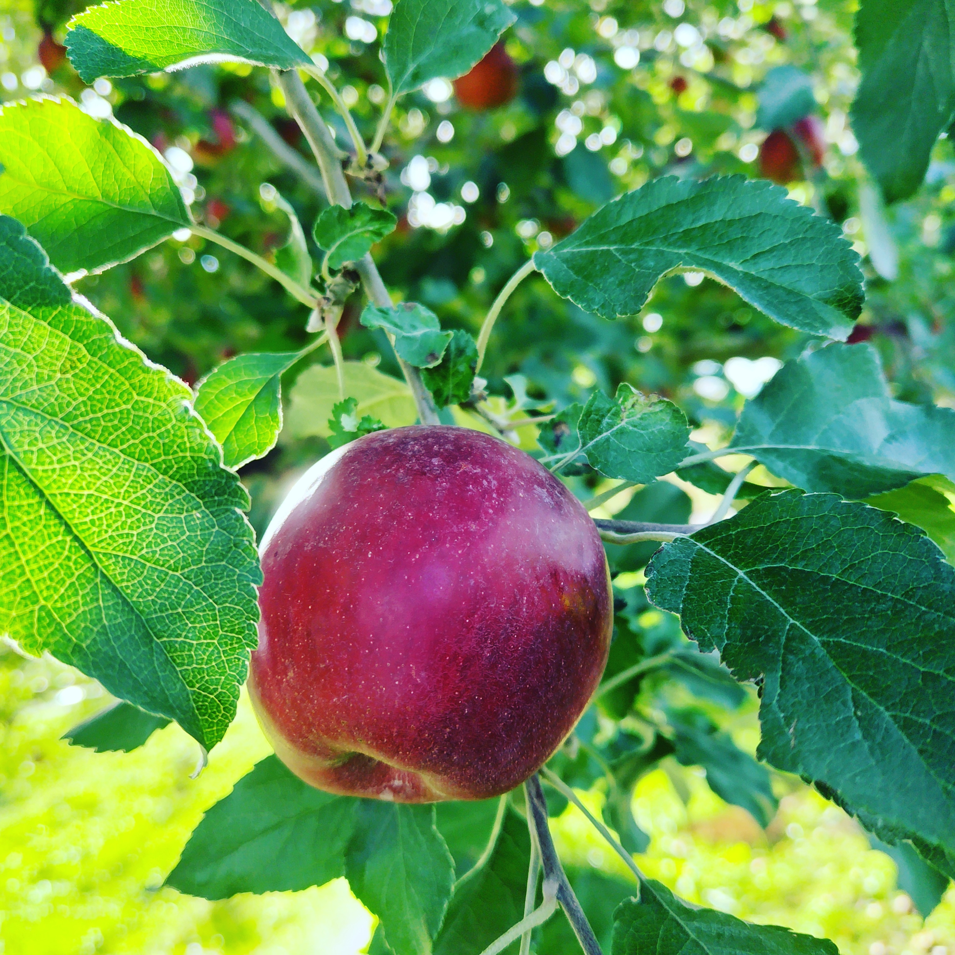 �H�̖��o���@�֓�