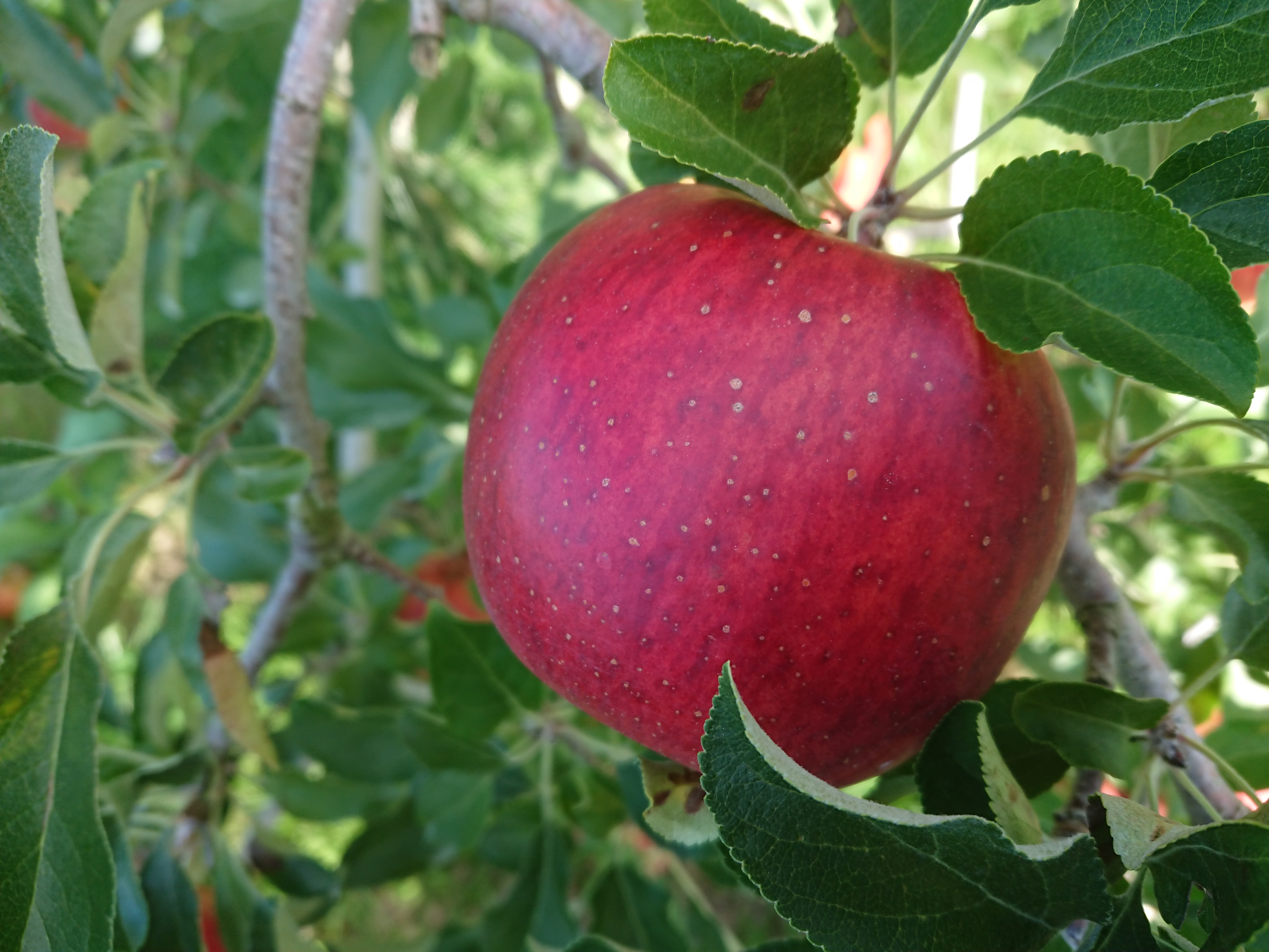 �H�̖��o���@�֓�